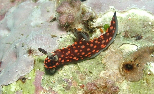 Nembrotha cf guttata